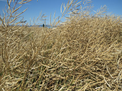 Raps vor Ernte