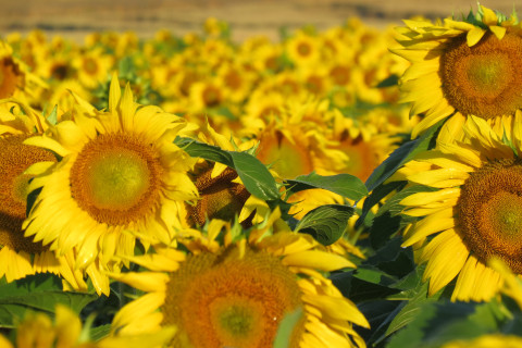 Sonnenblumen